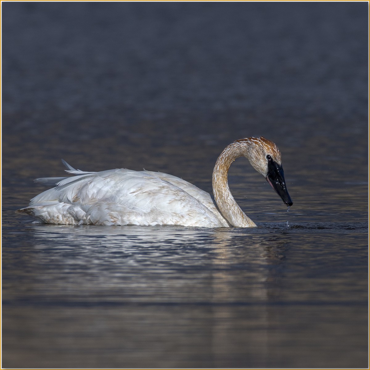 Trumpeter Swan - ML642135944