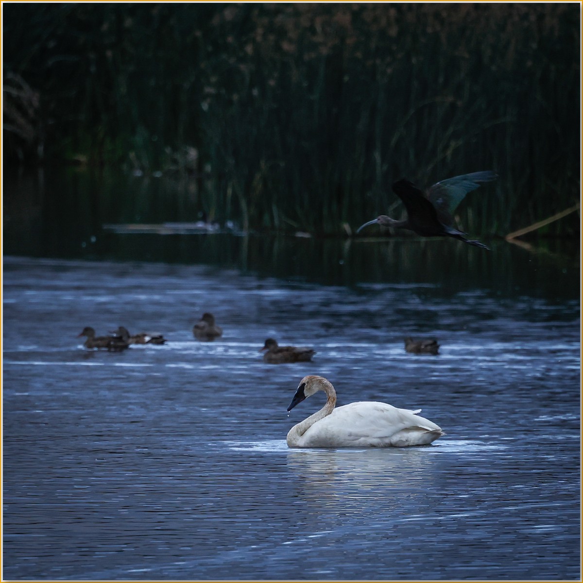 Trumpeter Swan - ML642135945