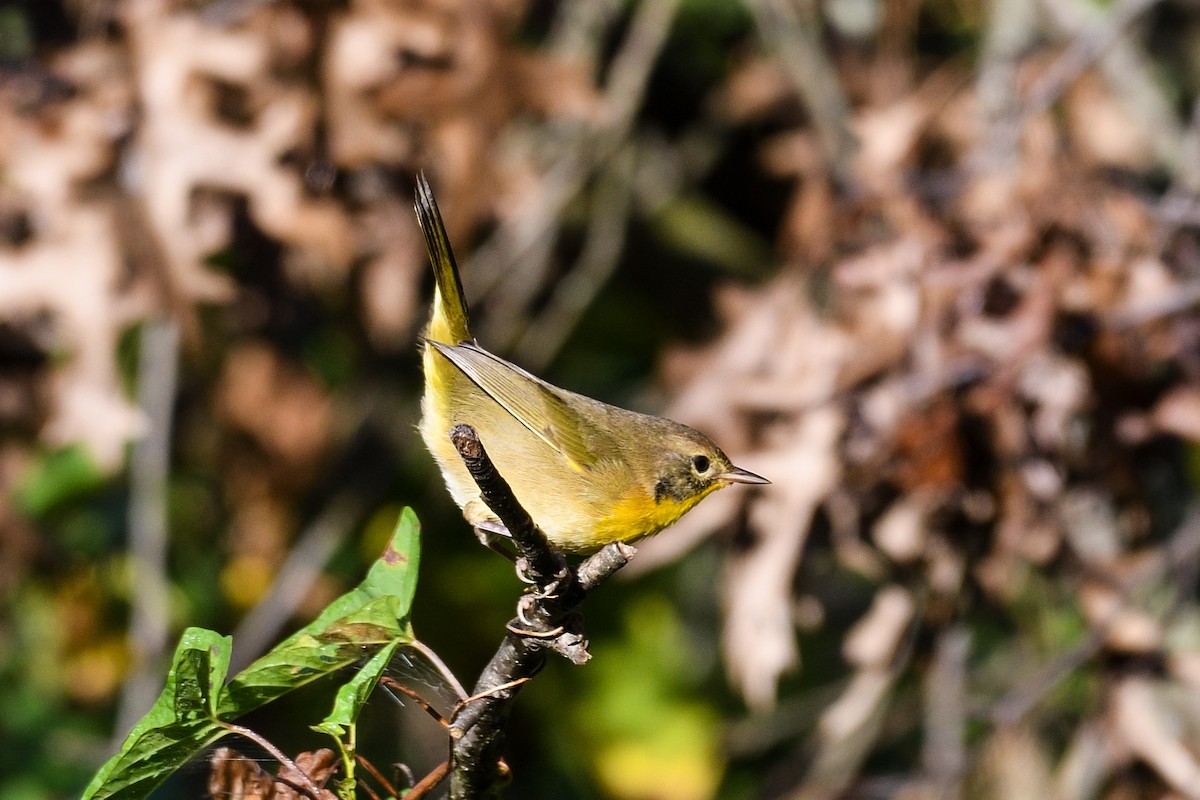 Common Yellowthroat - ML642135946