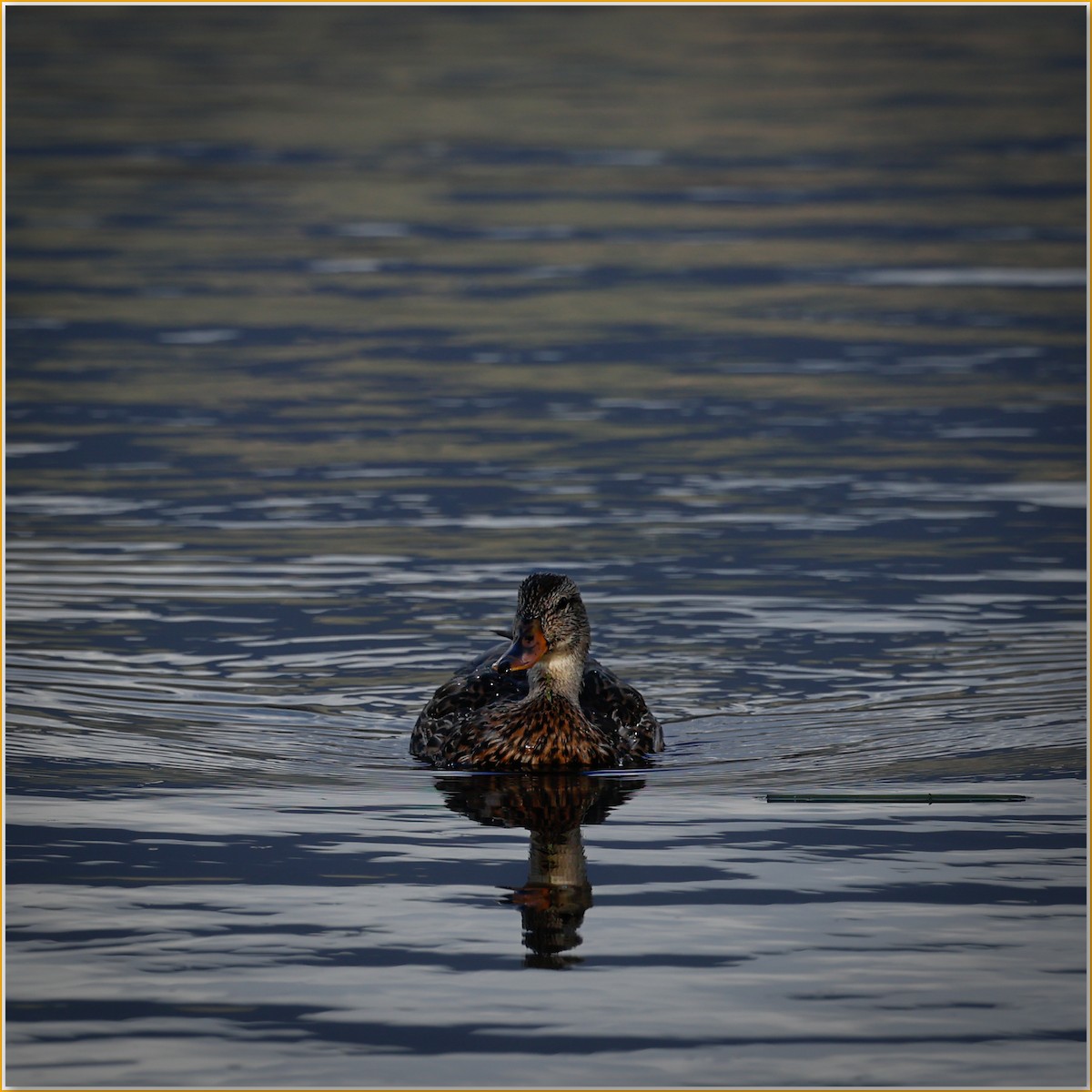 Mallard - ML642135947