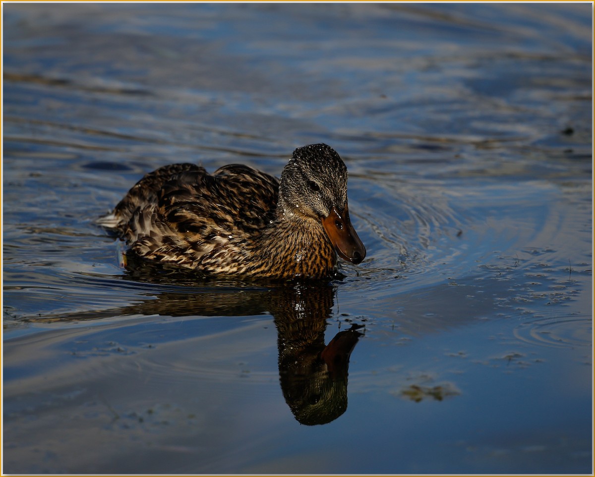 Mallard - ML642135948