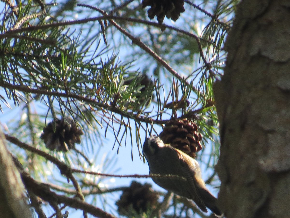 Red-breasted Nuthatch - ML642135950