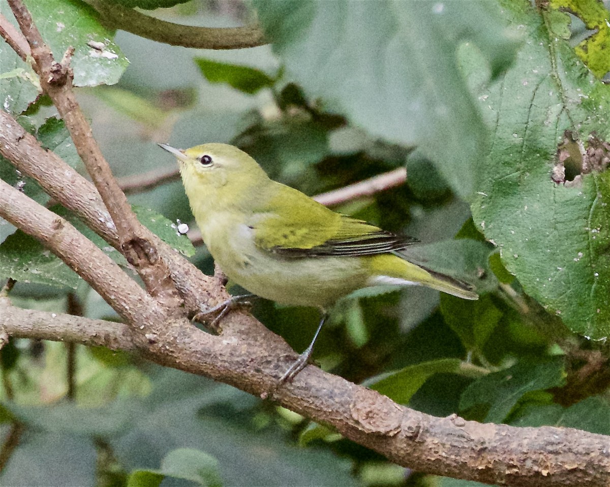 Tennessee Warbler - ML642135951