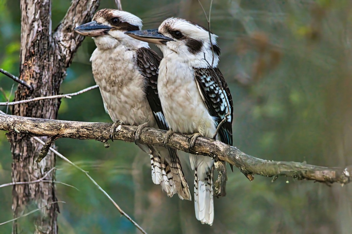 Laughing Kookaburra - ML642135952