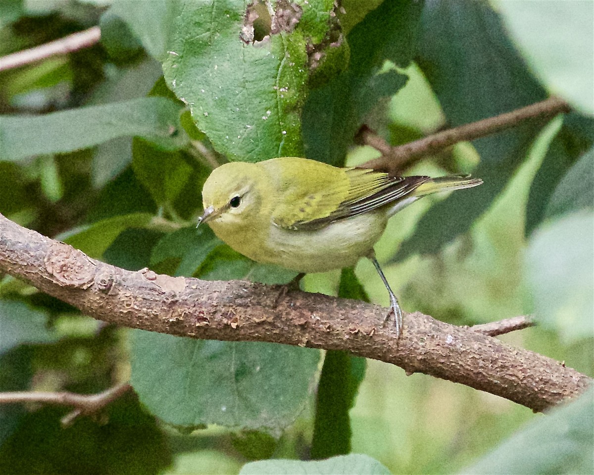 Tennessee Warbler - ML642135953