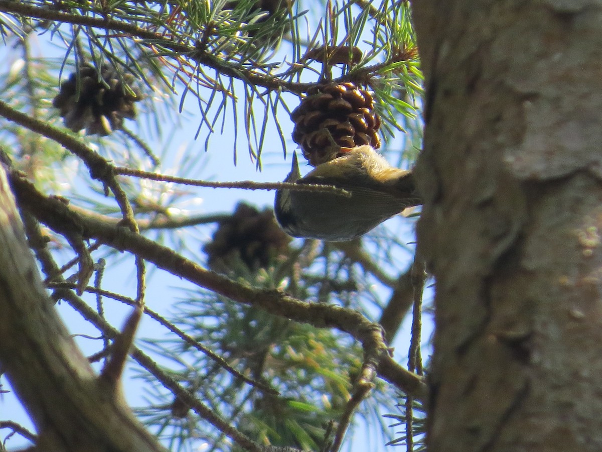 Red-breasted Nuthatch - ML642135955
