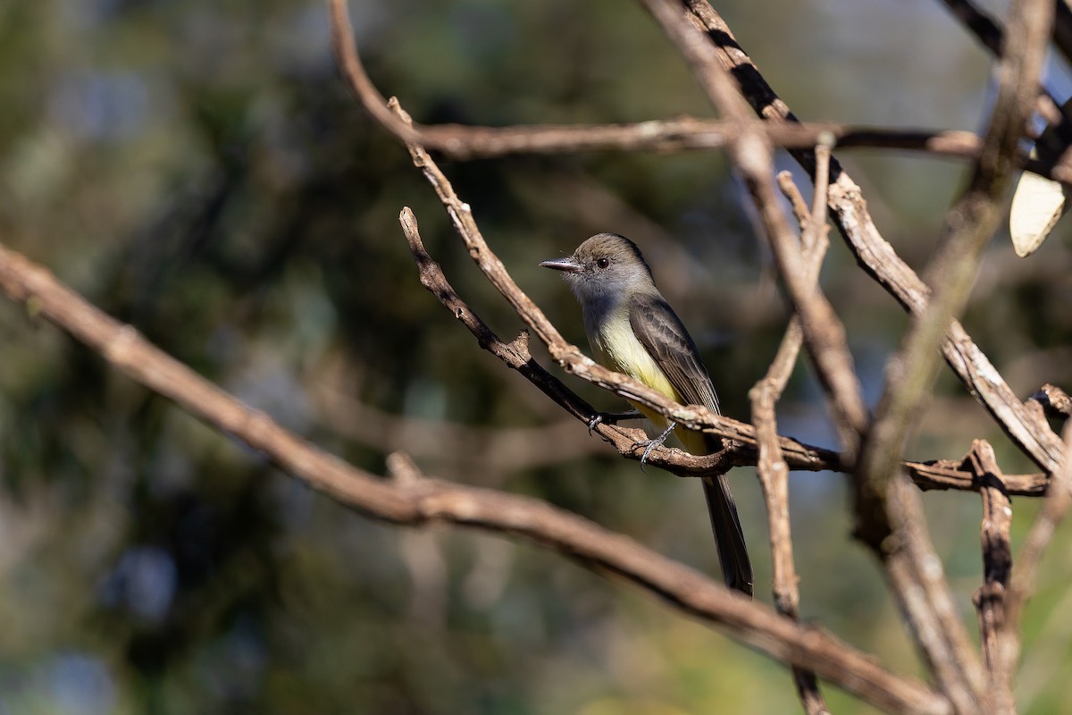 Short-crested Flycatcher - ML642135956