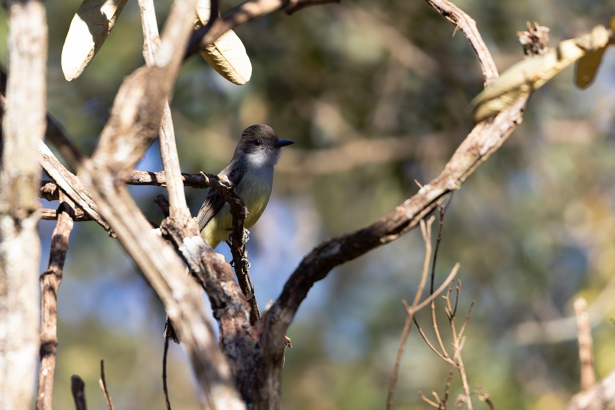 Short-crested Flycatcher - ML642135957