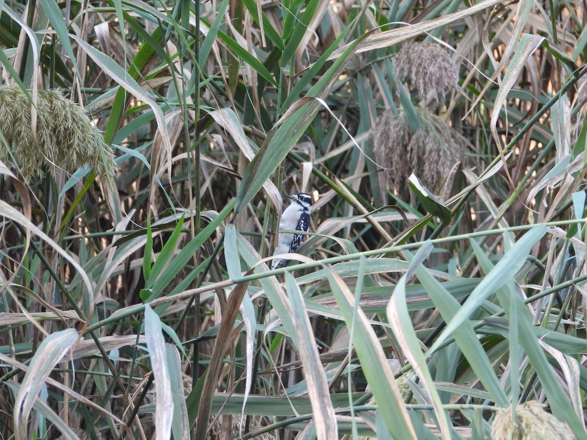 Downy Woodpecker - ML642135958