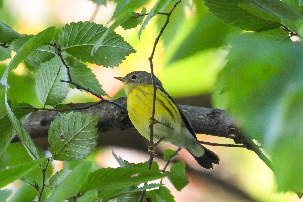Magnolia Warbler - ML642135959