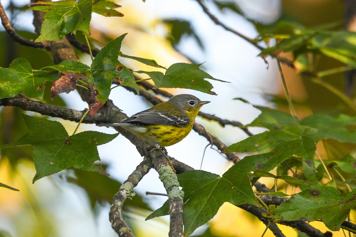 Magnolia Warbler - ML642135960