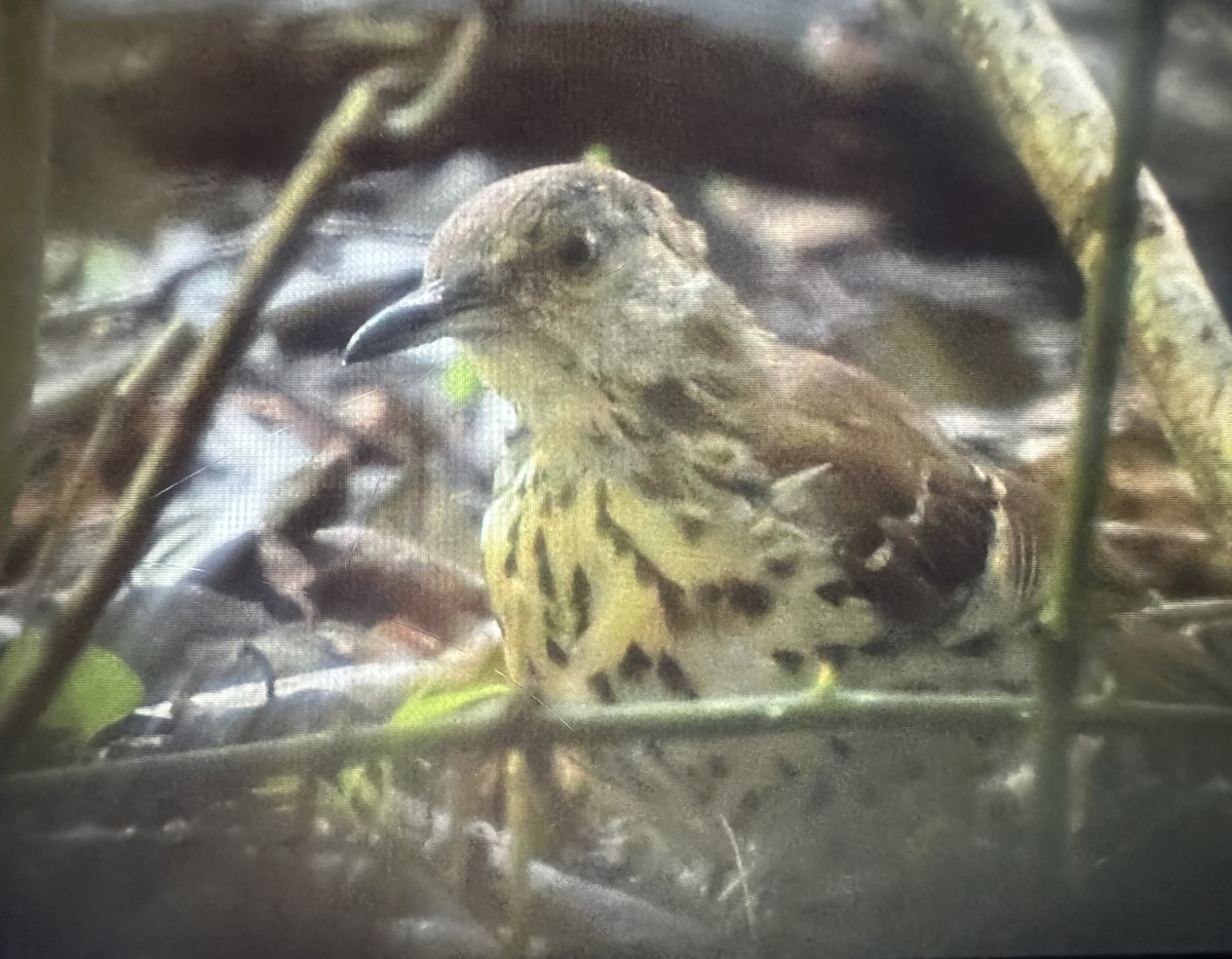 Brown Thrasher - ML642135961