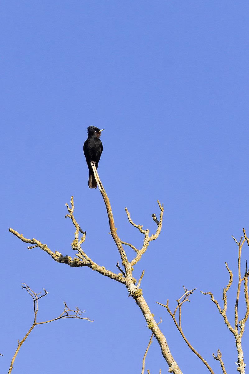 Velvety Black-Tyrant - ML642135962