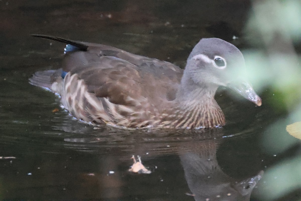 Mandarin Duck - ML642135964