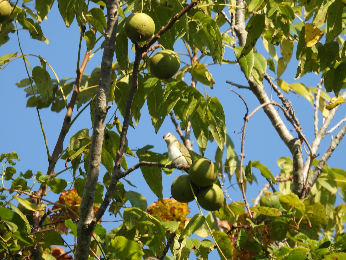Red-eyed Vireo - ML642135966