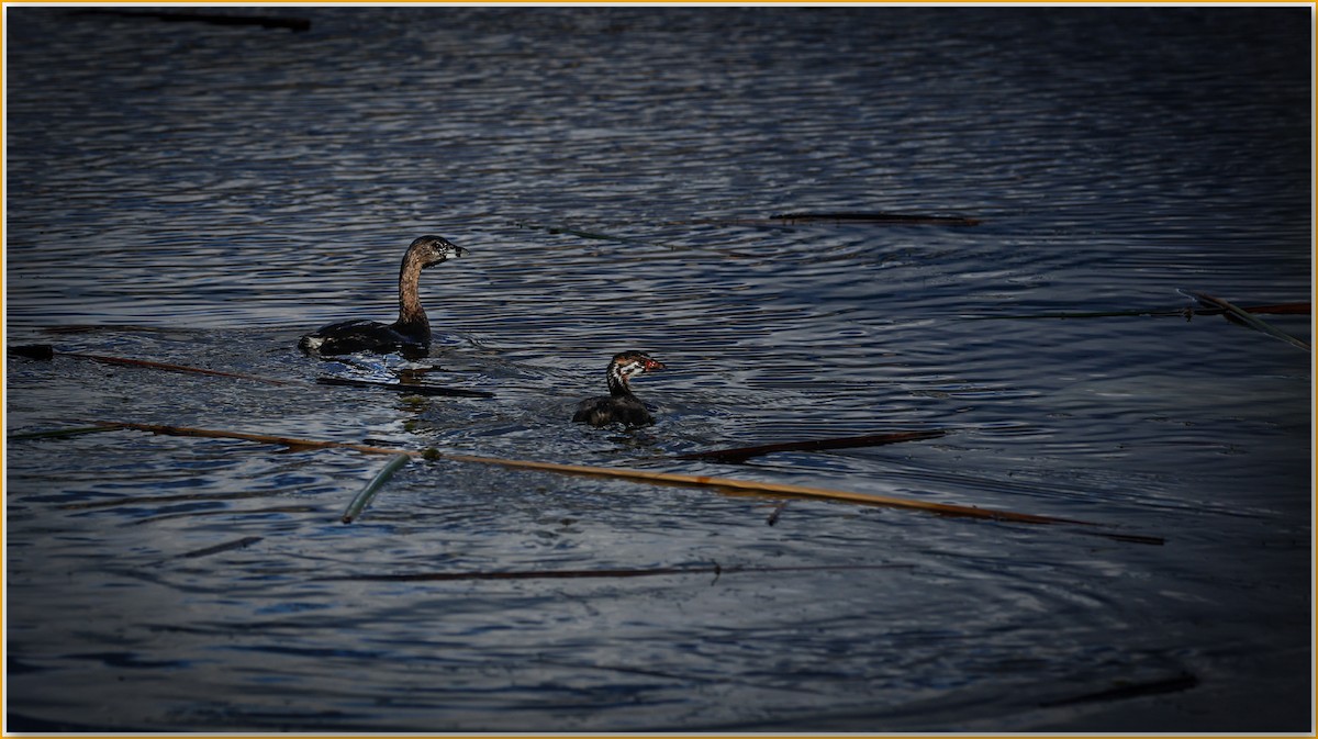 Pied-billed Grebe - ML642135968