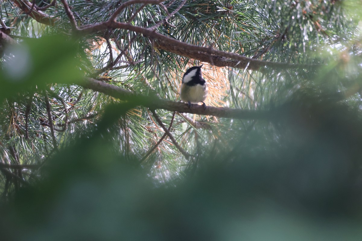 Coal Tit - ML642135969