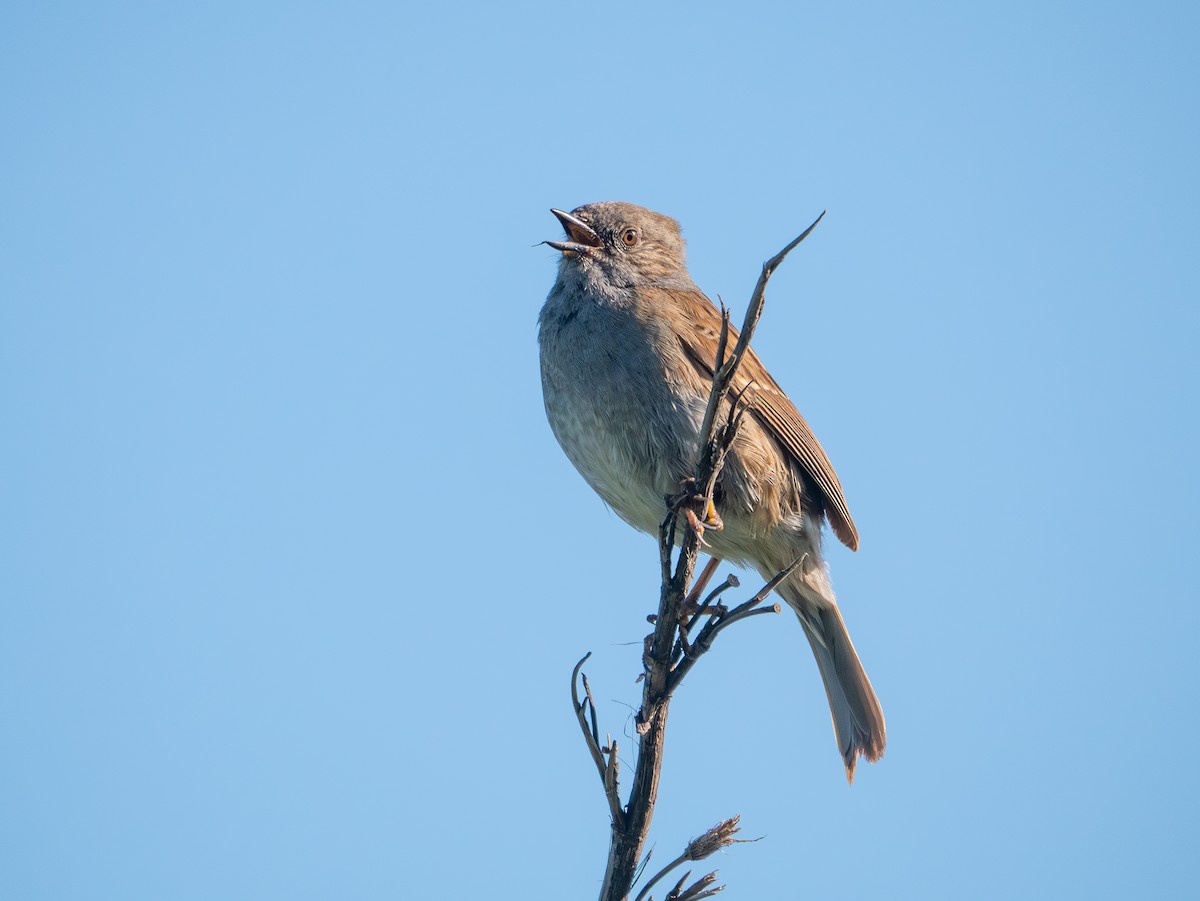 Dunnock - ML642135993