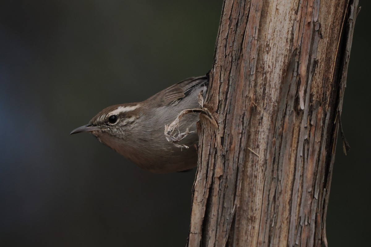 Bewick's Wren - ML642135995