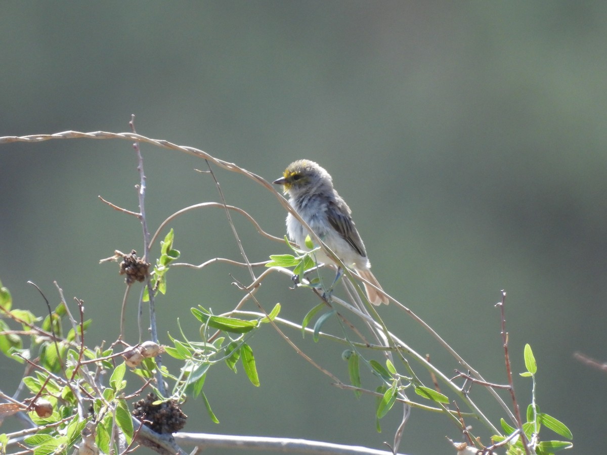 Verdin - ML642136002