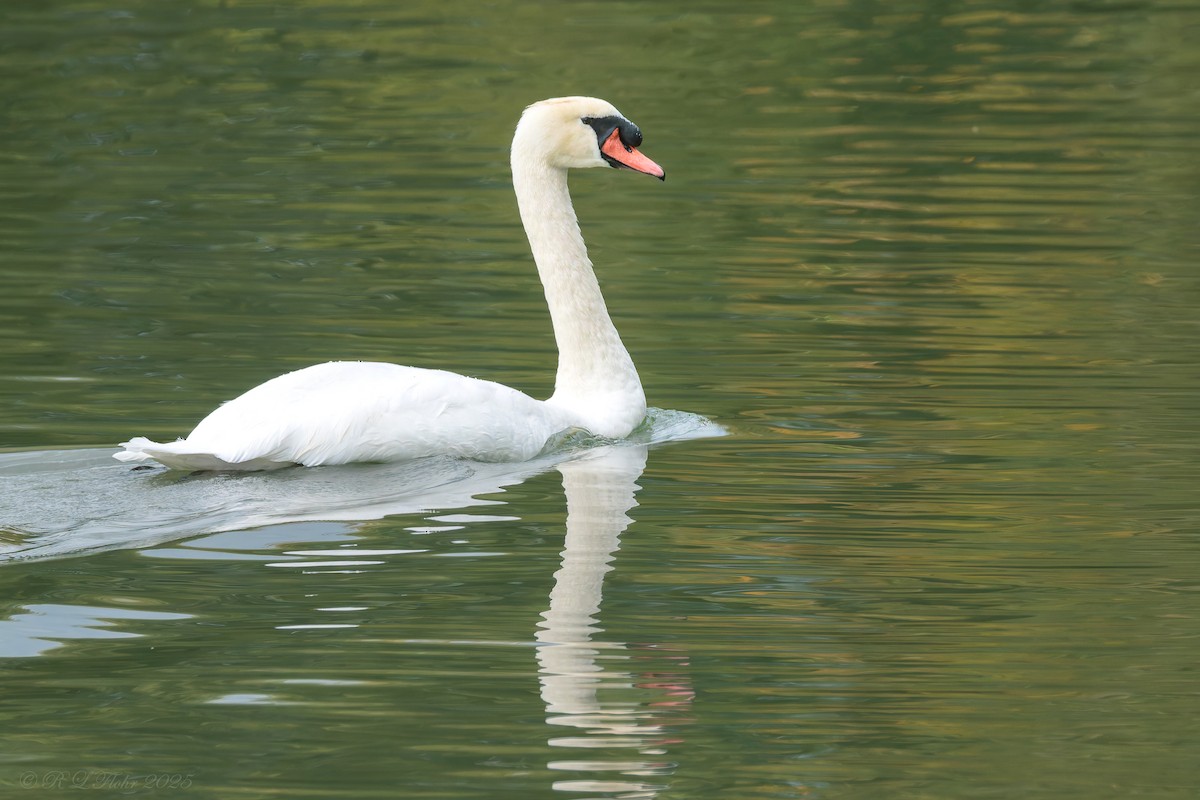Cygne tuberculé - ML642136003