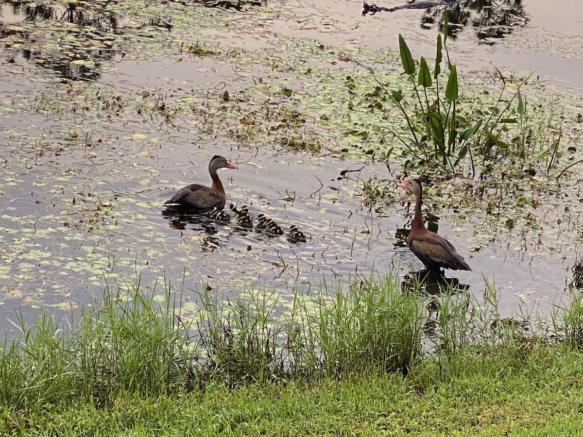 Black-bellied Whistling-Duck - ML642136014