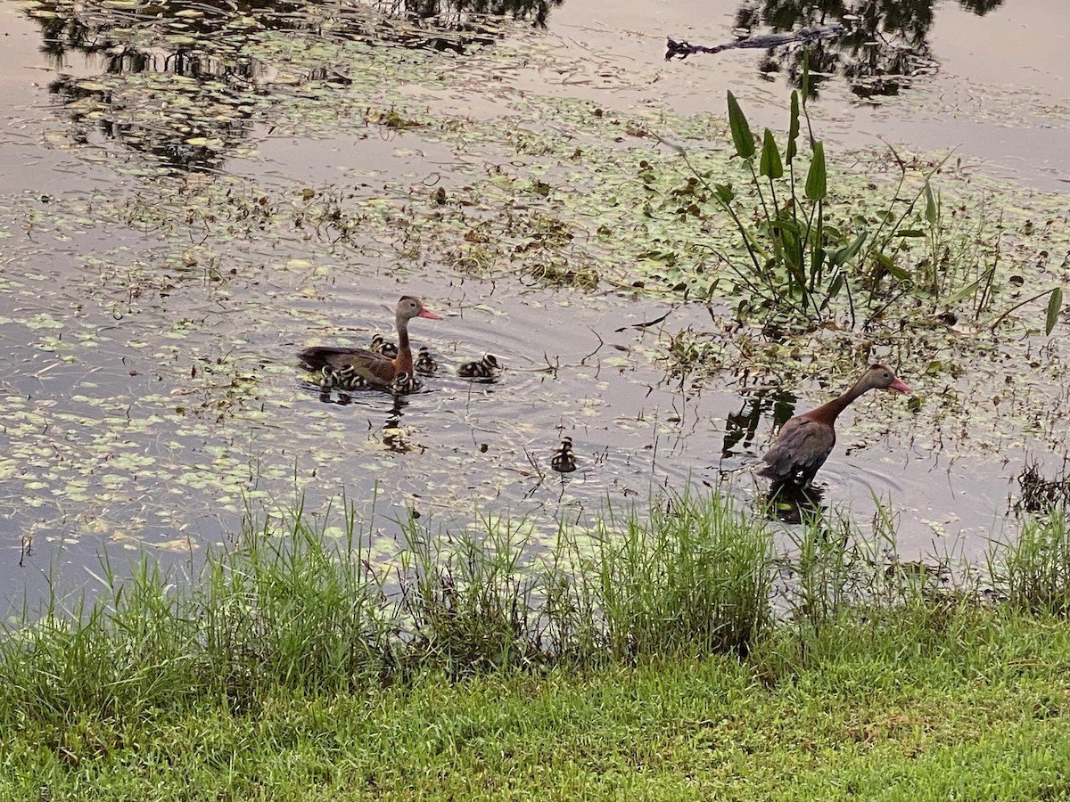 Black-bellied Whistling-Duck - ML642136015