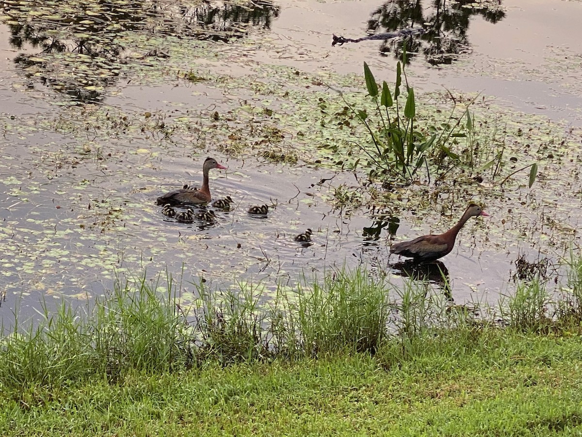 Black-bellied Whistling-Duck - ML642136016