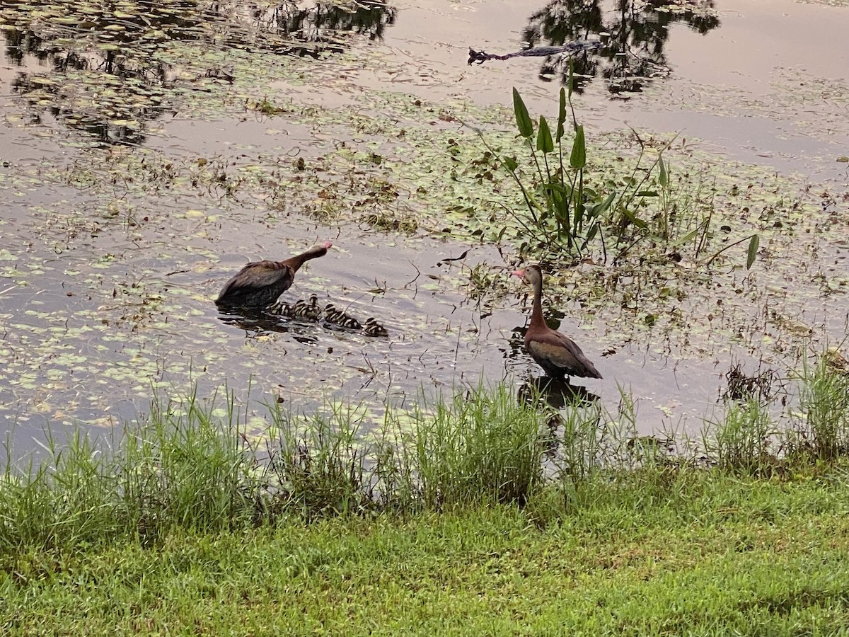 Black-bellied Whistling-Duck - ML642136017