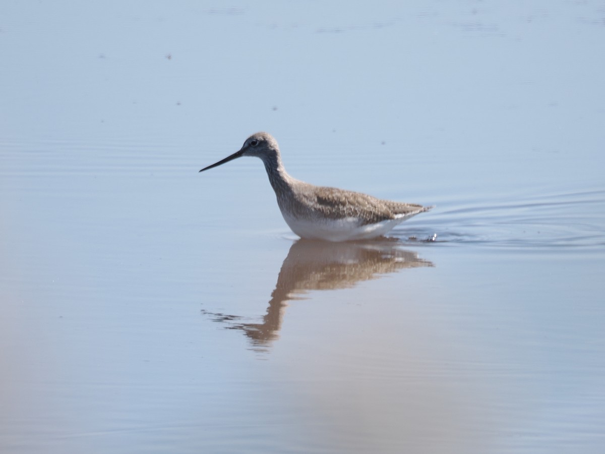 Greater Yellowlegs - ML642136024