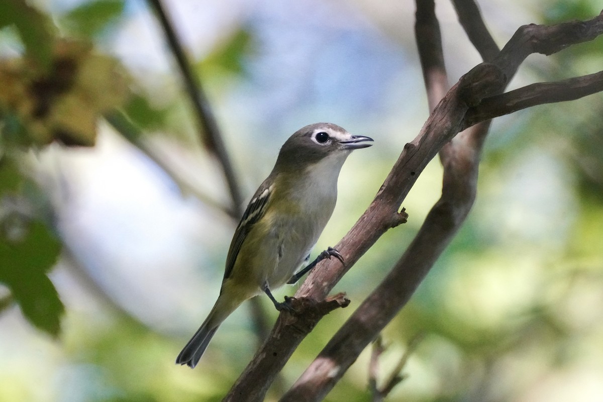 Blue-headed Vireo - ML642136026