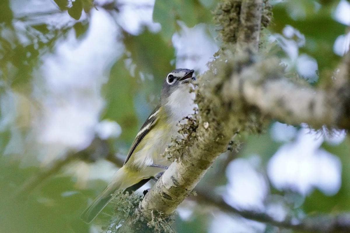 Blue-headed Vireo - ML642136028