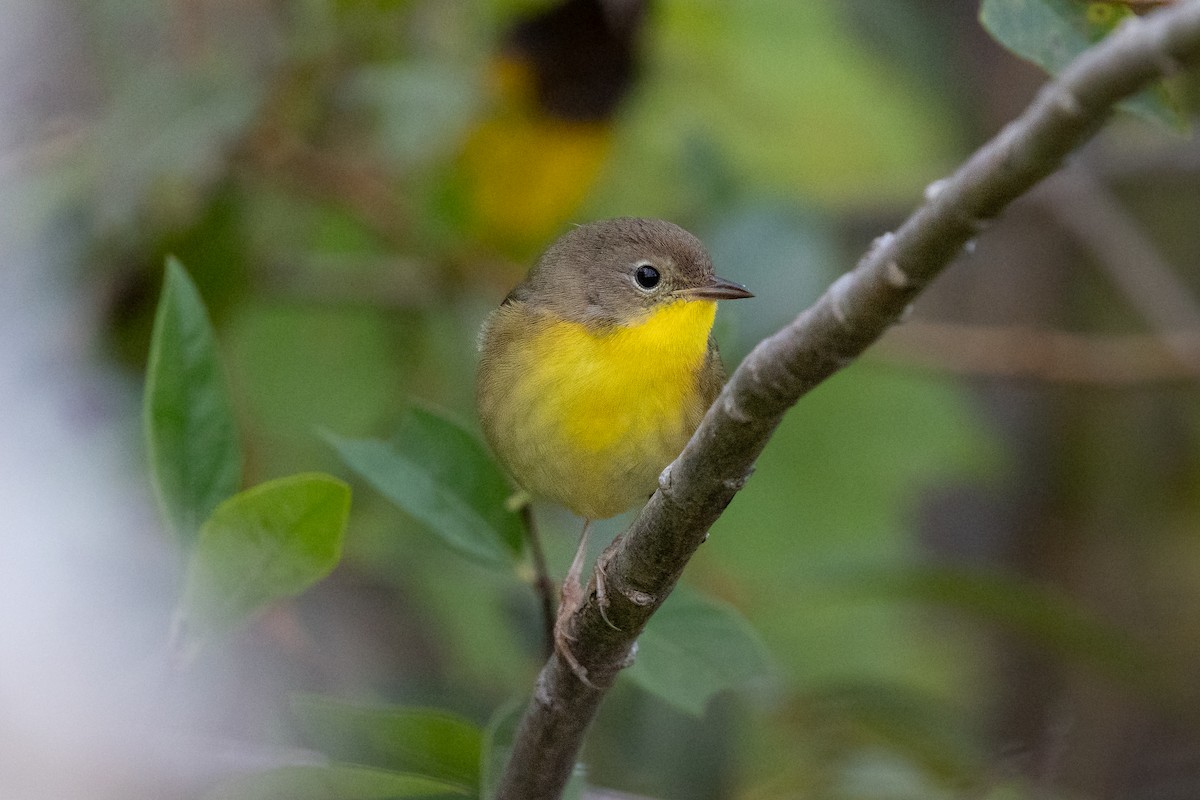 Common Yellowthroat - ML642136029