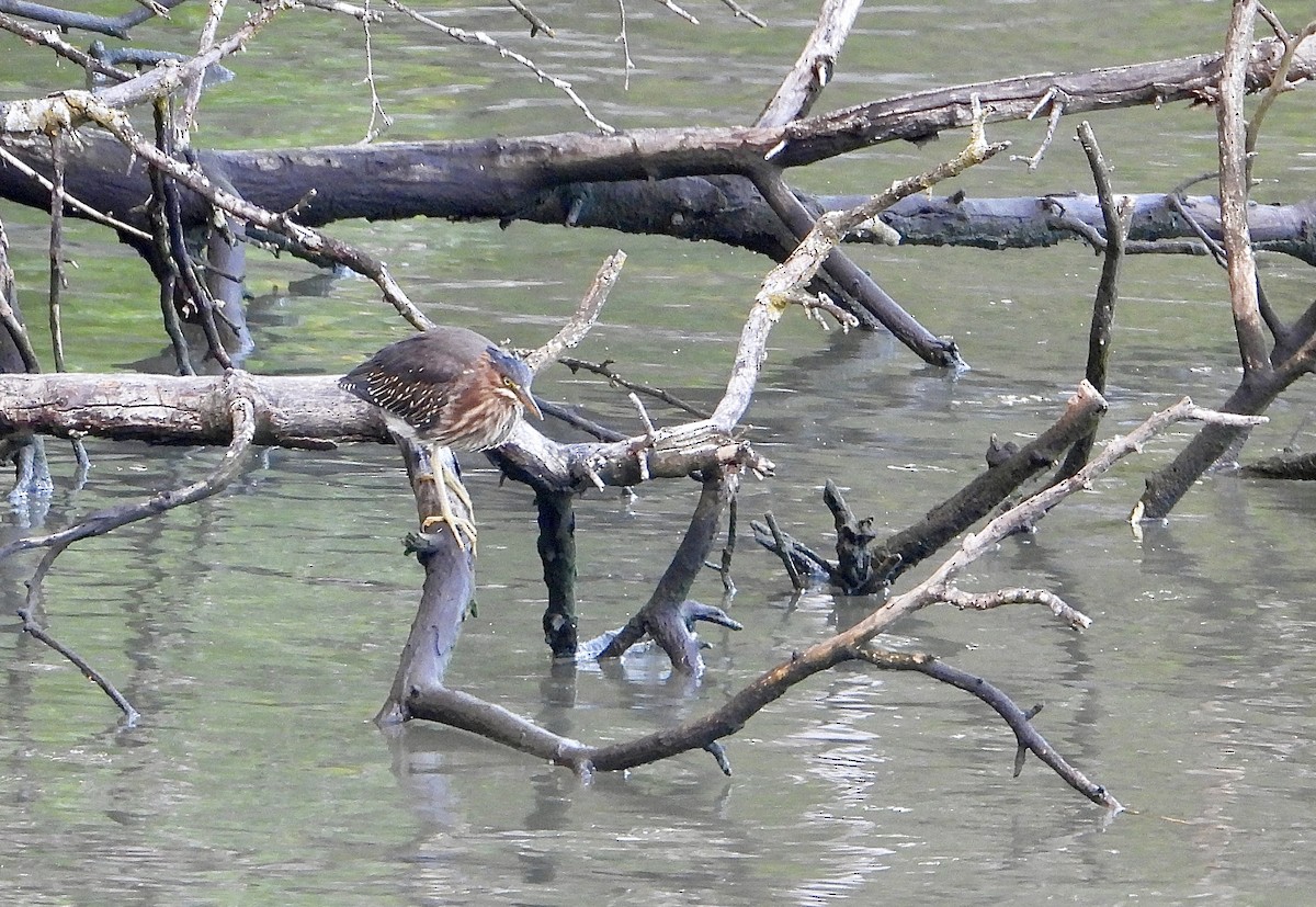 Green Heron - ML642136033