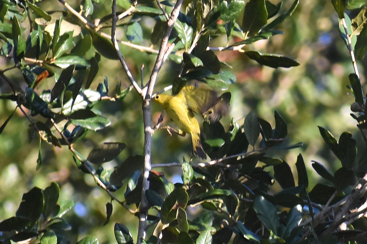Yellow Warbler - ML642136042