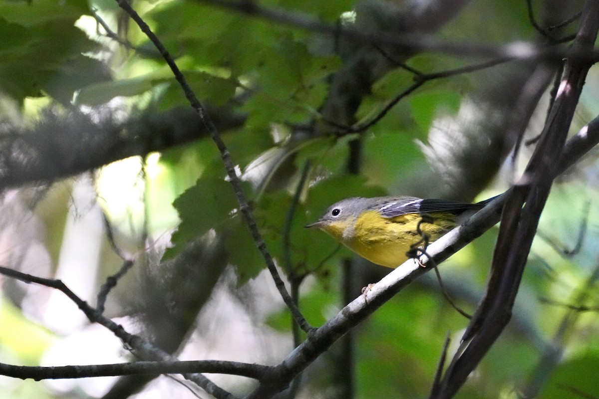 Magnolia Warbler - ML642136045