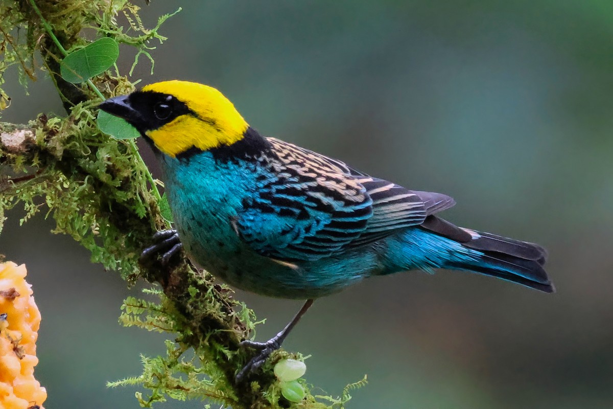 Saffron-crowned Tanager - ML642136049
