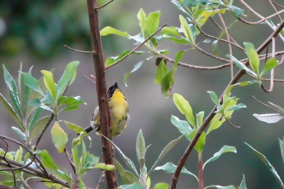 Yellow-breasted Brushfinch - ML642136072