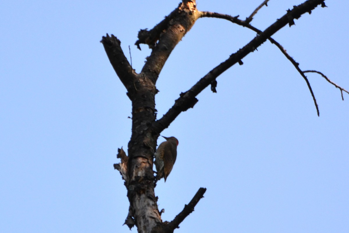 Northern Flicker - ML642136077