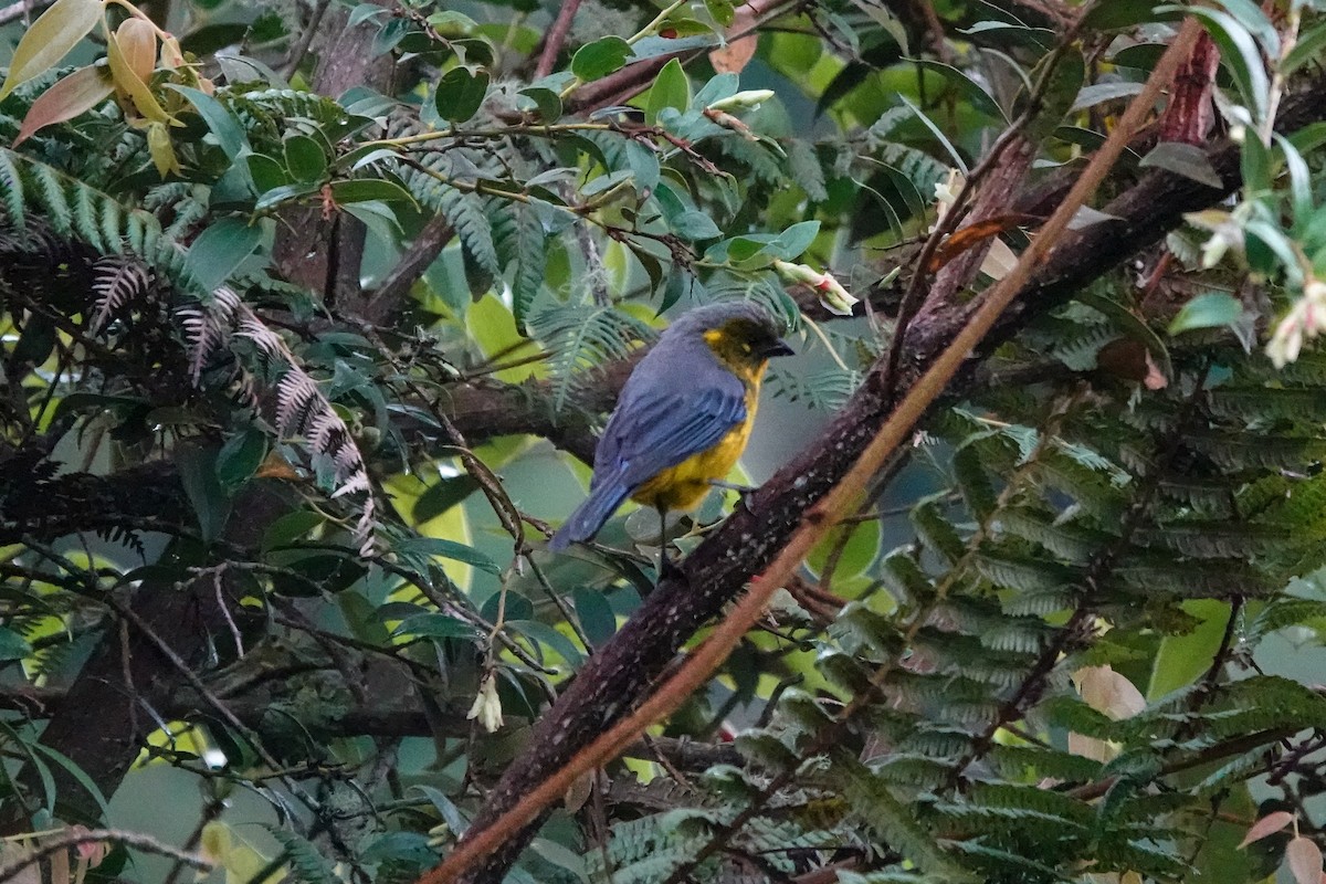 Lacrimose Mountain Tanager (Perija) - ML642136084