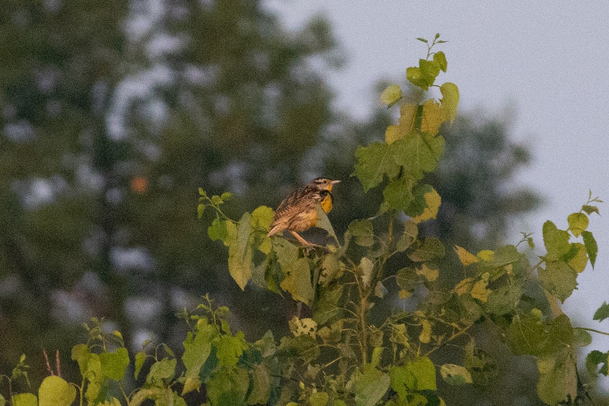 Branta kanadar handia - ML642136097