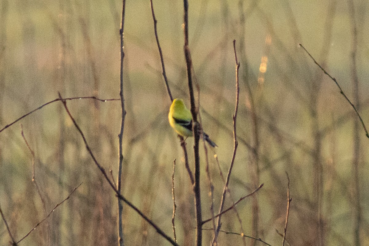 Branta kanadar handia - ML642136100