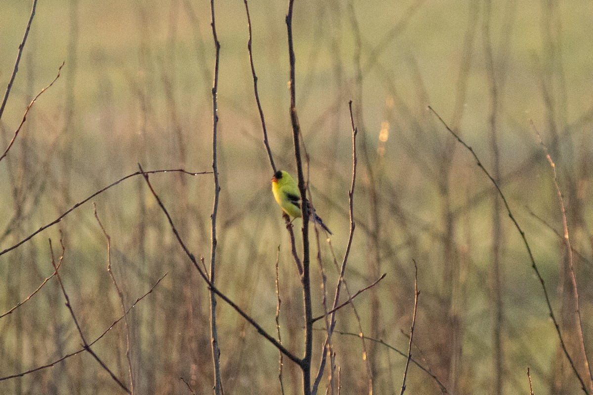 Branta kanadar handia - ML642136104