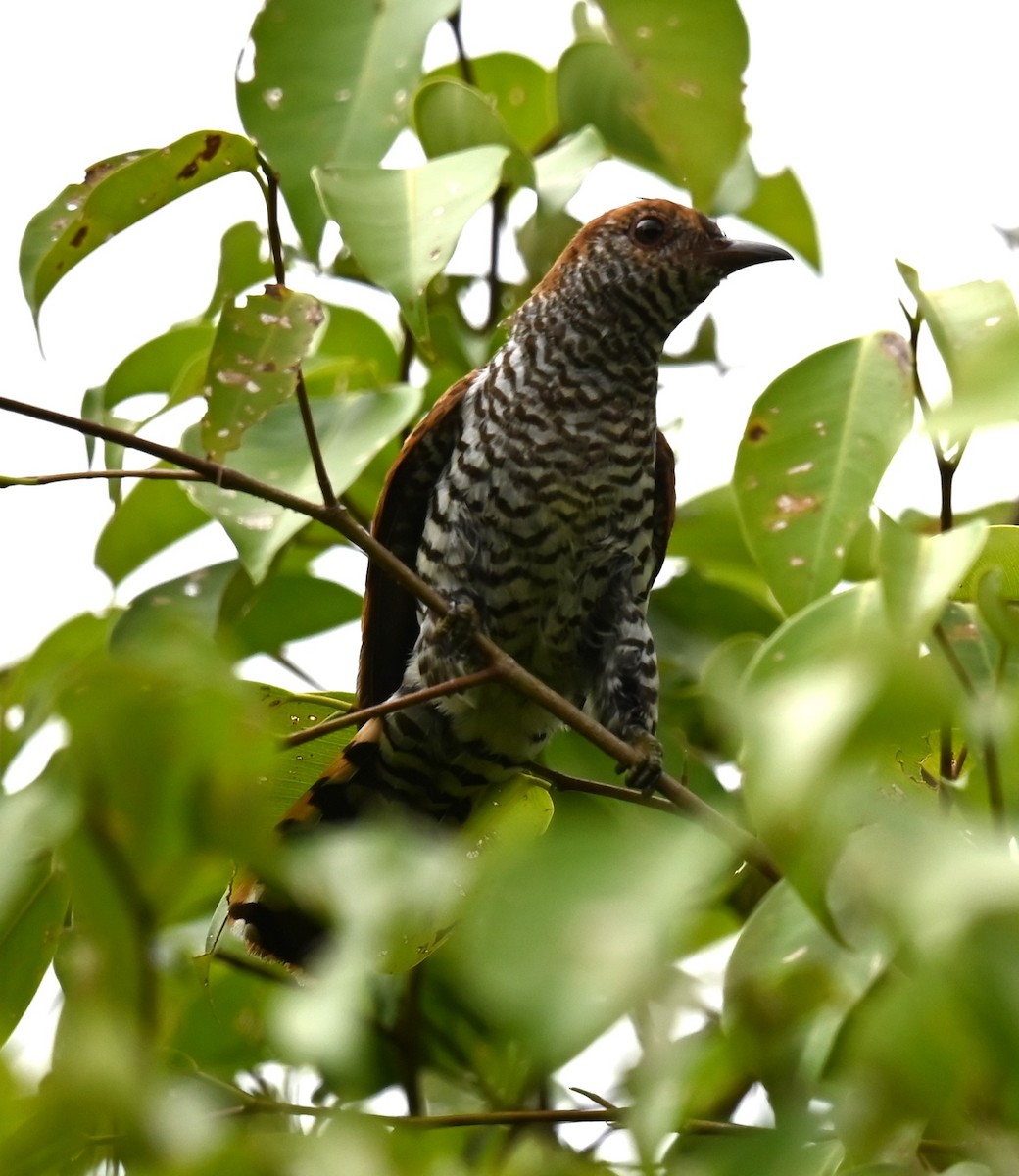 Violet Cuckoo - ML642136105
