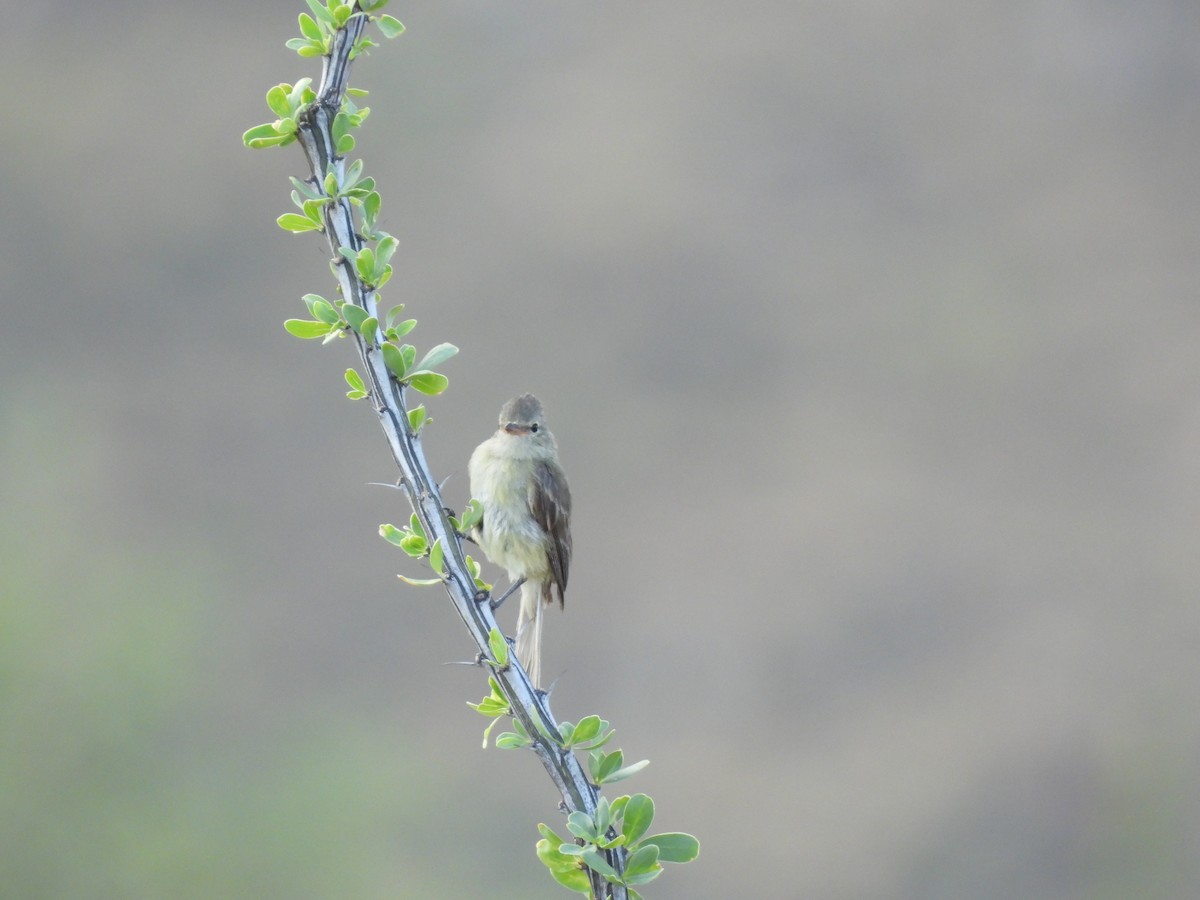 Northern Beardless-Tyrannulet - ML642136121