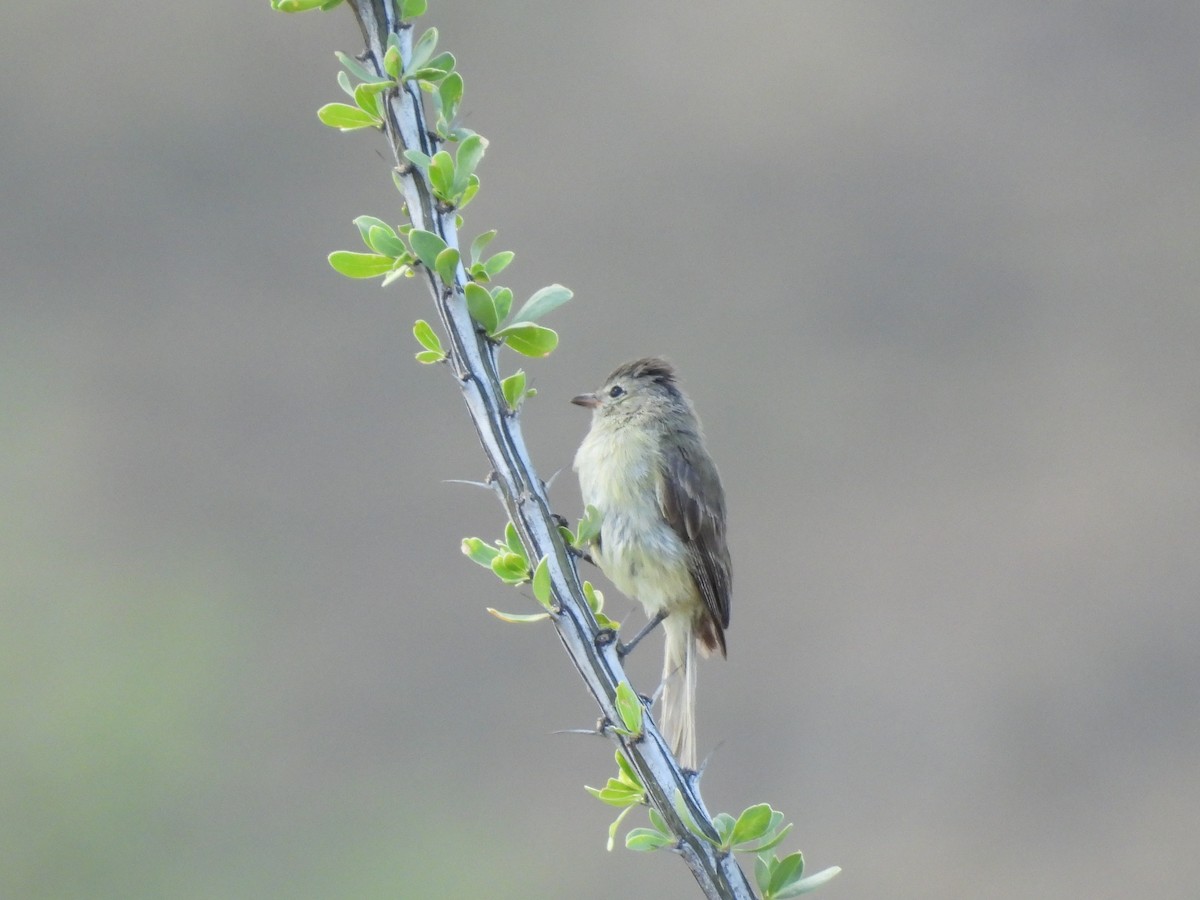 Northern Beardless-Tyrannulet - ML642136122