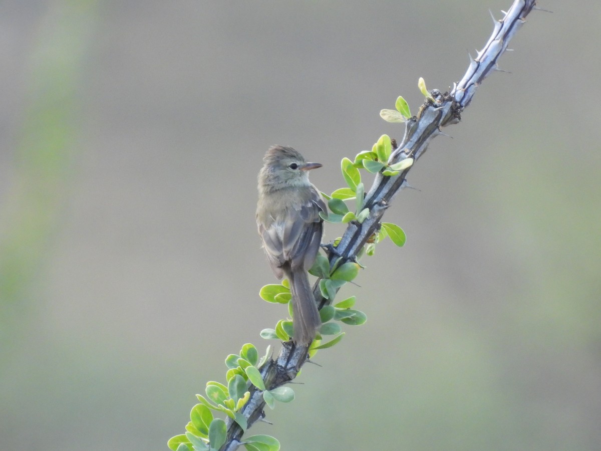 Northern Beardless-Tyrannulet - ML642136123