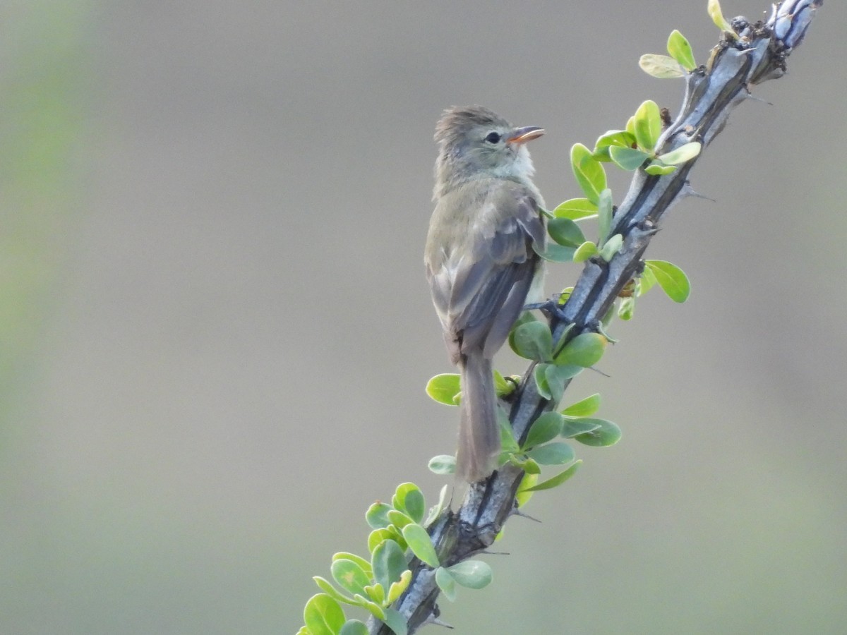 Northern Beardless-Tyrannulet - ML642136124