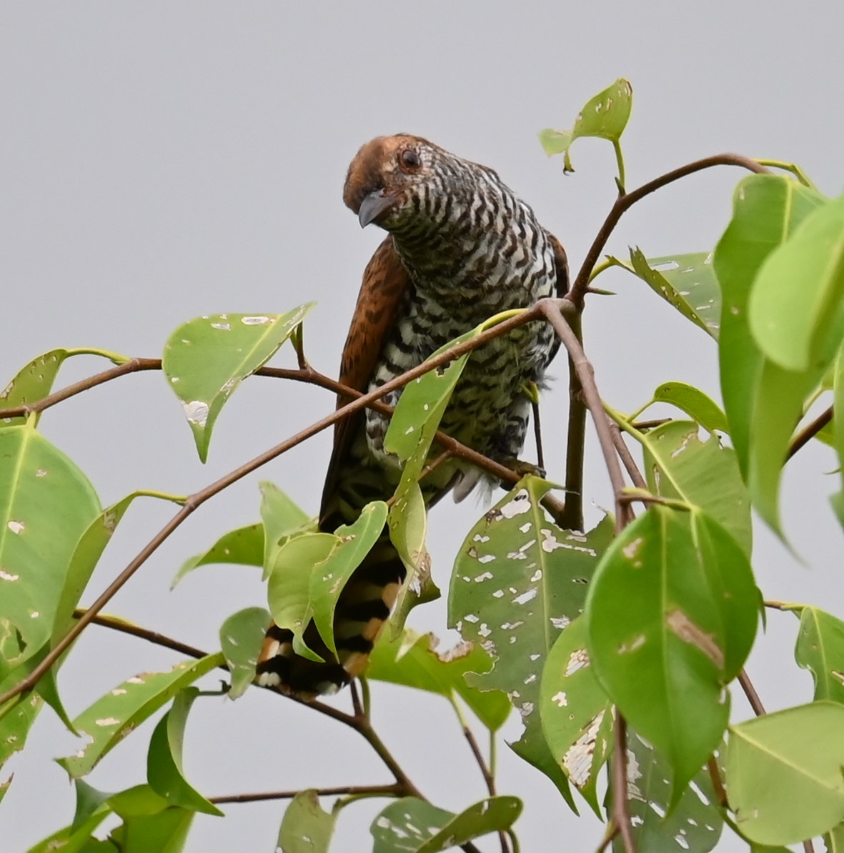 Violet Cuckoo - ML642136126