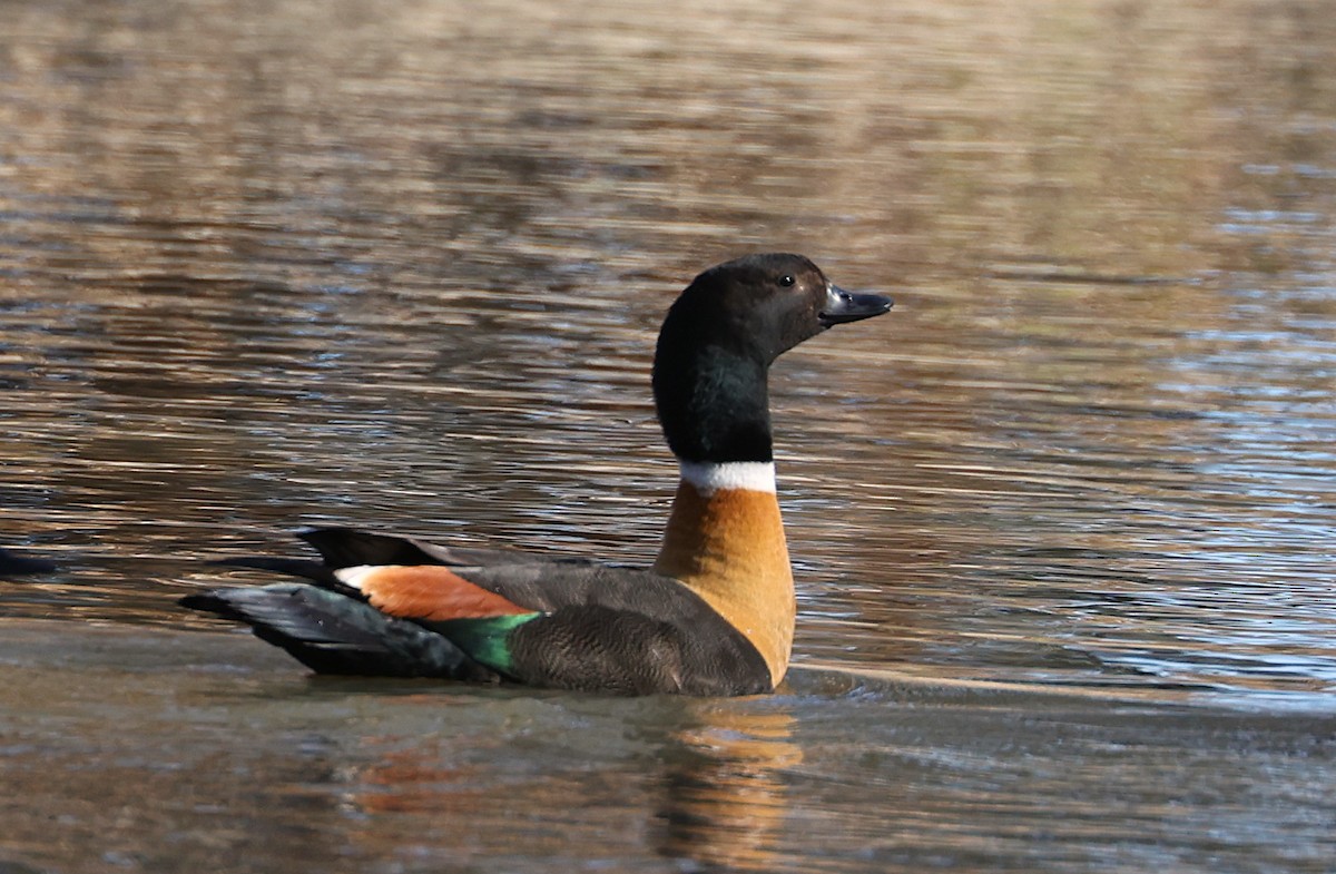 Australian Shelduck - ML642136128